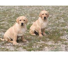 Labrador Retriever Cuccioli con pedigree - Immagine 1