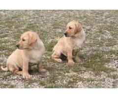Labrador Retriever Cuccioli con pedigree - Immagine 3