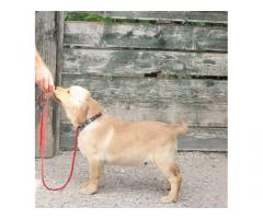 Labrador Retriever Cuccioli con pedigree - Immagine 5