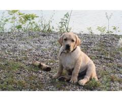 Labrador Retriever Cuccioli con pedigree - Immagine 6