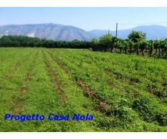 Vendita Agricolo in Via Boscofangone - Immagine 2