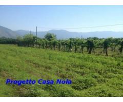 Vendita Agricolo in Via Boscofangone - Immagine 4