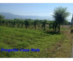 Vendita Agricolo in Via Boscofangone - Immagine 5