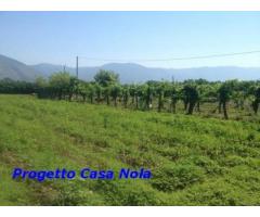 Vendita Agricolo in Via Boscofangone - Immagine 9