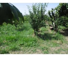 RifITI 013-AA21356 - Terreno Agricolo in Vendita a Giugliano in Campania - Casacelle di 1100 mq - Immagine 5