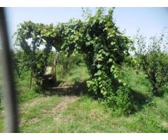 RifITI 013-AA21356 - Terreno Agricolo in Vendita a Giugliano in Campania - Casacelle di 1100 mq - Immagine 9