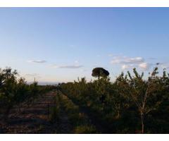 Terreno Agricolo in Vendita a Giugliano in Campania di 1 mq - Immagine 3