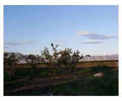 Terreno Agricolo in Vendita a Giugliano in Campania di 1 mq - Immagine 4