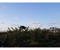 Terreno Agricolo in Vendita a Giugliano in Campania di 1 mq - Immagine 6