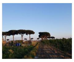 Terreno Agricolo in Vendita a Giugliano in Campania di 1 mq - Immagine 9