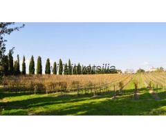 Azienda agricola in vendita a Montepulciano 70000 mq - Immagine 5