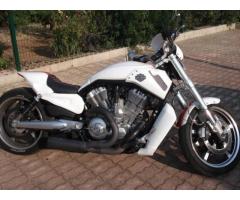 Harley Davidson V-Rod Muscle 1250cc Special Custom Unica - Immagine 5