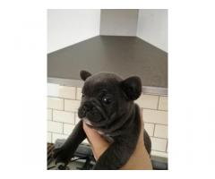 bulldog francés listo para adopción - Immagine 2