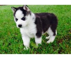 cuccioli di Siberian husky