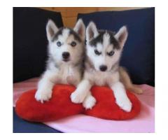Cuccioli di Siberian Husky per casa libera. - Immagine 1
