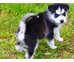 Cuccioli di Siberian Husky per casa libera. - Immagine 3