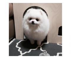Awesome teacup pomeranian puppies ready now - Immagine 1