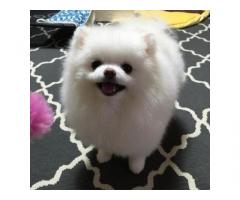 Awesome teacup pomeranian puppies ready now - Immagine 2