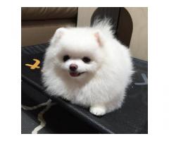 Awesome teacup pomeranian puppies ready now - Immagine 3