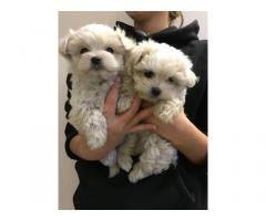 Adorable Teacup Maltese Puppies - Immagine 1