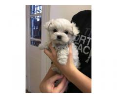 Adorable Teacup Maltese Puppies - Immagine 2