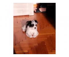 Bishon havanese