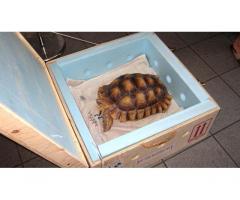 tartaruga disponibile in vendita al prezzo di offerta, - Immagine 1