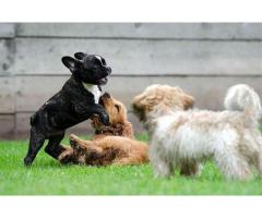 Dogsitter con esperienza pluriennale pernottamento - Immagine 2