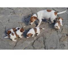 Cuccioli di Jack Russel