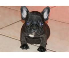 Adorabili cuccioli di Bulldog francese per l'adozione gratuita - Immagine 1