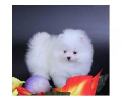 Cuccioli di Pomerania colore bianco - Immagine 1