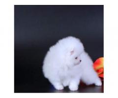 Cuccioli di Pomerania colore bianco - Immagine 2