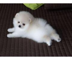 Bellissimo mini giocattolo Cuccioli di Pomerania,  bianco - Immagine 1