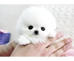 Cucciolo Pomeranian bianco inestimabile per adozione - Immagine 1