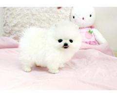 Cucciolo Pomeranian bianco inestimabile per adozione - Immagine 2