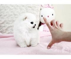 Cucciolo Pomeranian bianco inestimabile per adozione - Immagine 4