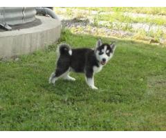 Siberian Husky per adozione