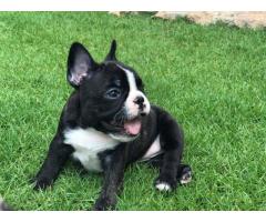 Cucciolo Bulldog francese di qualità AKC per adozione gratuita !!!