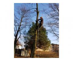 Giardiniere Tree Climbing - Immagine 2