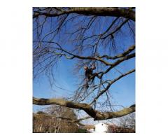Giardiniere Tree Climbing - Immagine 3
