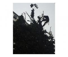 Giardiniere Tree Climbing - Immagine 4