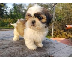 Magnifici cuccioli Shih tzu pronti per l'adozione - Immagine 1