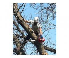 Treeclimbing ed abbattimenti controllati - Immagine 1