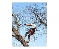 Treeclimbing ed abbattimenti controllati - Immagine 2