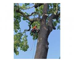 Treeclimbing ed abbattimenti controllati - Immagine 3