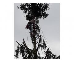 Treeclimbing ed abbattimenti controllati - Immagine 5