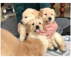 Cuccioli di Golden Retriever registrati KC robusti e di alta qualità - Immagine 1