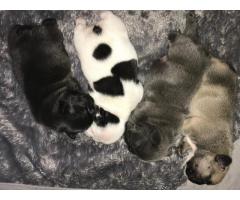 Cuccioli di Bulldog francese di qualità AKC in vendita gratuita - Immagine 1