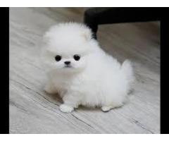 Vendita cuccioli Lulu Pomeranian Mini Toy, - Immagine 1