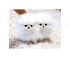Vendita cuccioli Lulu Pomeranian Mini Toy, - Immagine 2